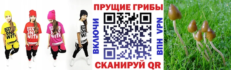 Псилоцибиновые грибы Psilocybe  Вихоревка 